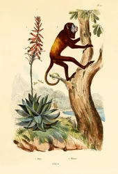 Aloe Vera, 1833-39